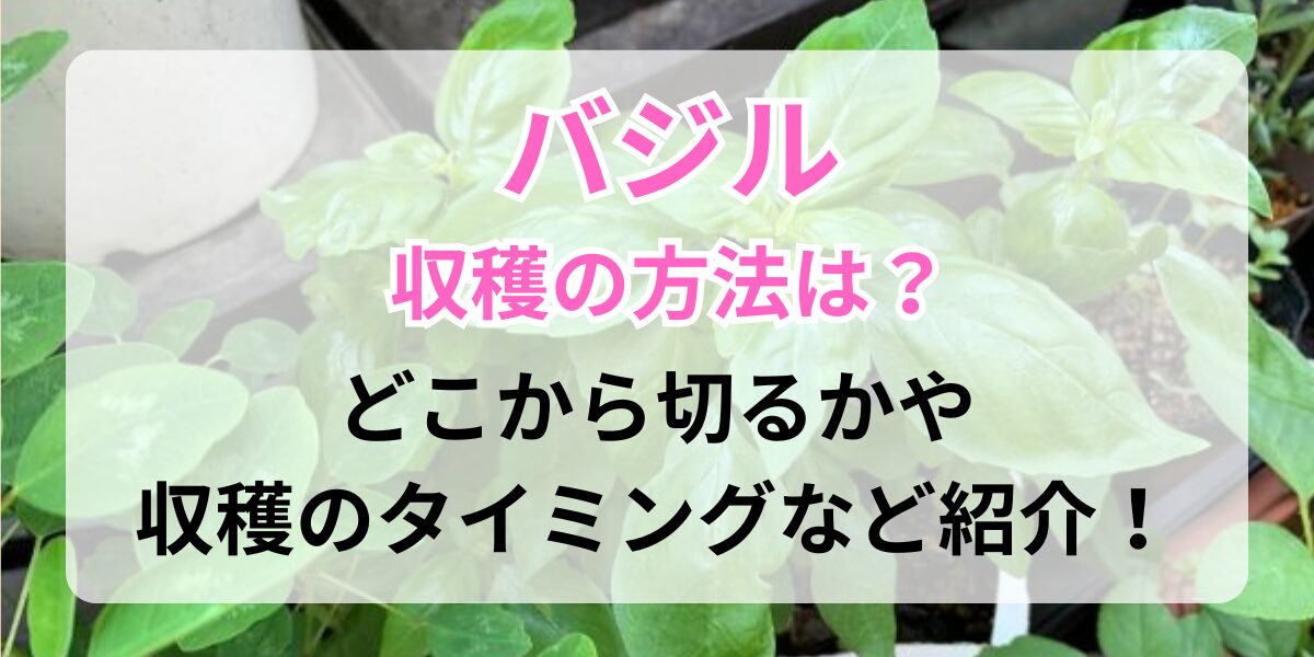 バジルの育て方柔らかい葉をたくさん収穫するコツゆるっとガーデニング