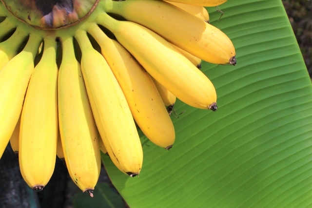 バナナが腐るとどうなる？茶色い斑点・どろどろ原因と日持ちする保存方法・期間は？お役立ち！季節の耳より情報局