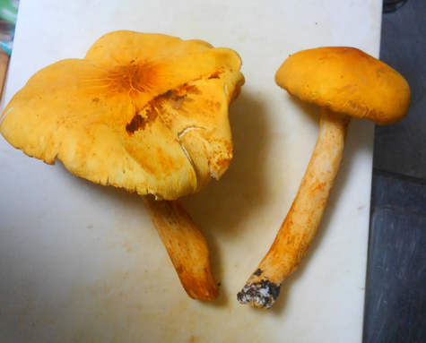 一日一種 コガネタケ