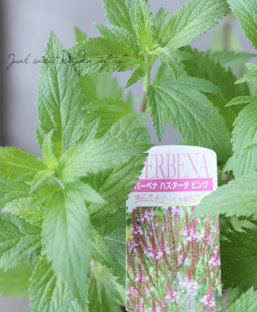 バーベナ ハスタータ 'ブルースパイヤー'2020秋 新商品のご紹介WEBカタログ おぎはら植物園