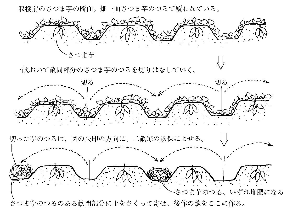 プランターでのさつまいもの栽培方法：庭やベランダで手軽に育てようしま農研