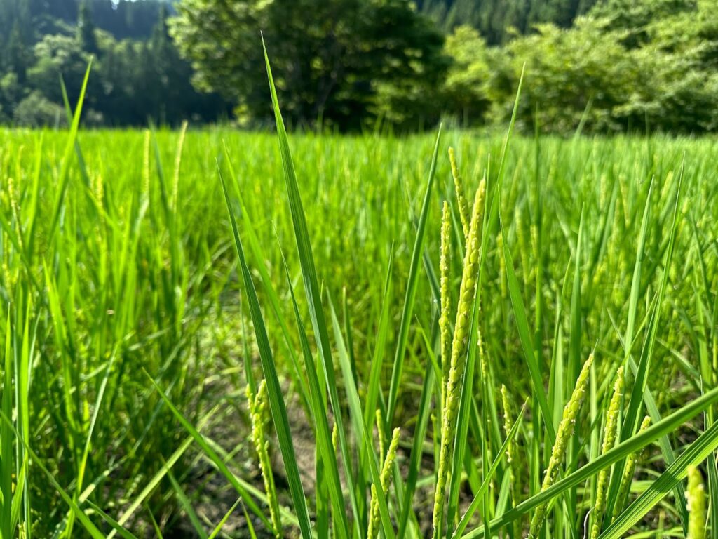 複数原料米 田んぼからの便り 5kg×2 Amazon.co.jp:精米国産ブレンド米