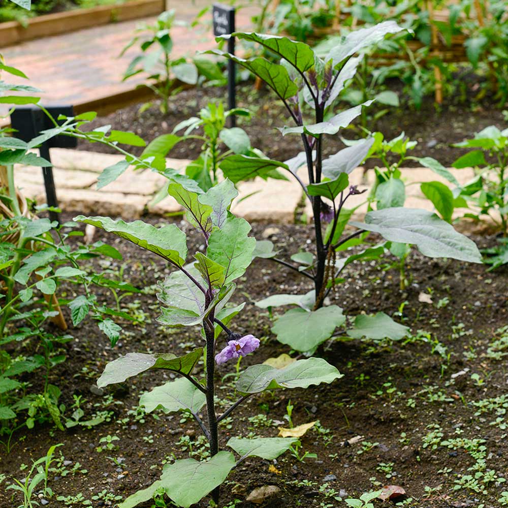 ナスの種まきと育苗の方法農家web