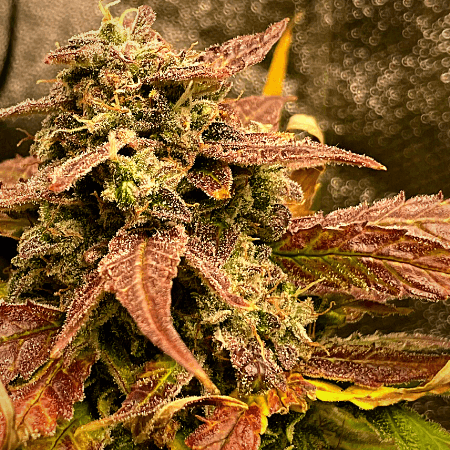 正規輸入品サンペレグリノ スパークリング フルーツベバレッジ リモナータ レモン330ml缶x24本水広場