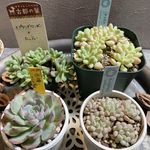 How to Grow and Use Bean Sprouts at HomeKnorr