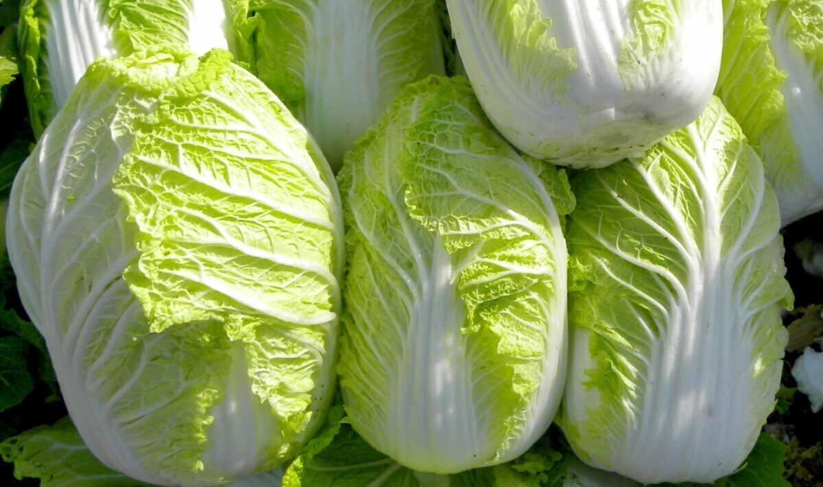 白菜ＪＡ常総ひかり