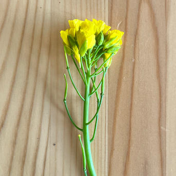 旬菜花×池の平ホテル 信州の〝涼〟をお届けキャンペーン公募 コンテスト コンペ情報なら「Koubo」