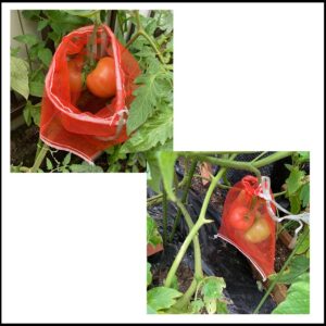 トマトの剪定を解説！摘心やわき芽かきのやり方、段の数え方は？🍀GreenSnap グリーンスナップ