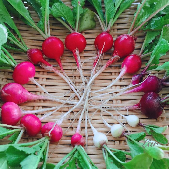 ラディッシュのしくみを解説～葉っぱ・茎・根・花・種のはたらき～こびとの農園