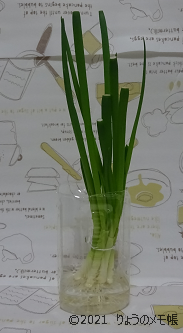 葉ねぎの再生栽培・リボベジは超簡単って本当？やってみた結果