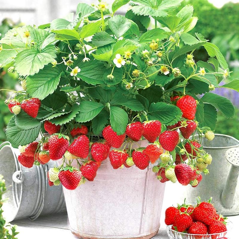 いちごの育て方 わき芽の整理！作業の目的 見分け方