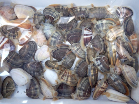 ヒラガイ？平貝？コタマガイを知ってますか。横浜丸魚株式会社