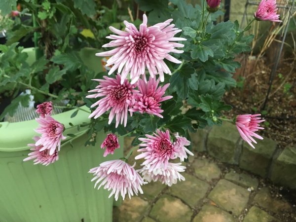 食用菊 株分け苗 5本 - メルカリ