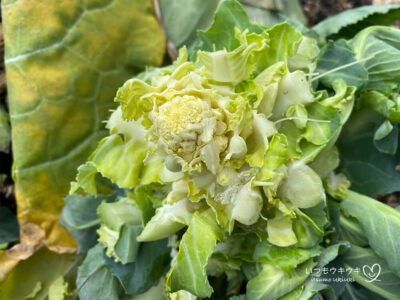 ブロッコリー 初めての家庭菜園・黄色い花が咲いて菜の花みたいになってしまった。失敗・中目黒駅にあるアロマスクールラグジューム JAA・NARD JAPAN認定