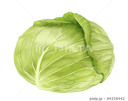 キャベツのイラスト イラスト素材1637150- フォトライブラリ
