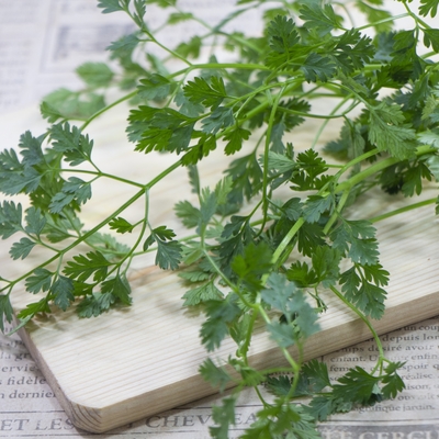 グルメのパセリ、チャービルを育てて楽しむガーデニング・園芸All About