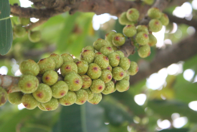 ガジュマルの実を食べるクビワオオコウモリ: 二人の世界オオコウモリ旅行