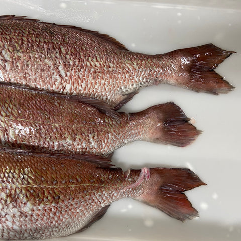 真鯛の旬は年2回！天然・養殖の見分け方からおすすめの食べ方まで紹介 - E・レシピ 1 1ページ