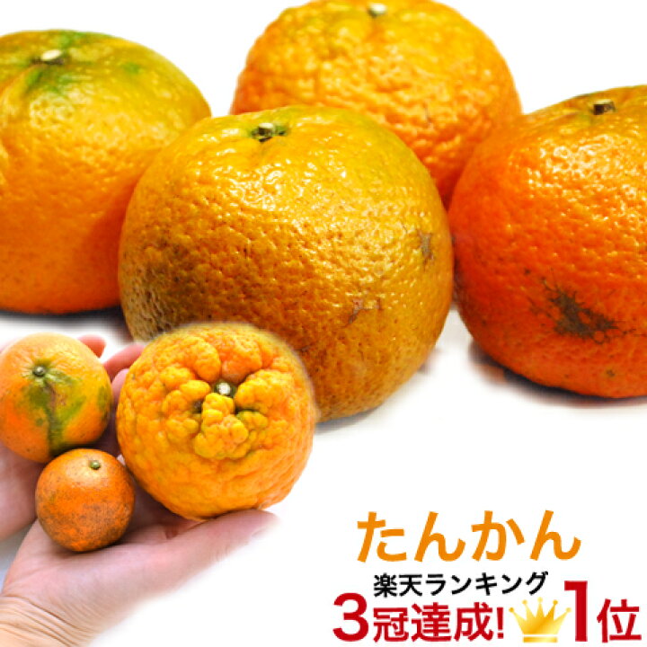 🍊レアな沖縄柑橘が入荷！「かぶーち」「たんかん」「たるがよー」 などなど🍊オザキフラワーパーク