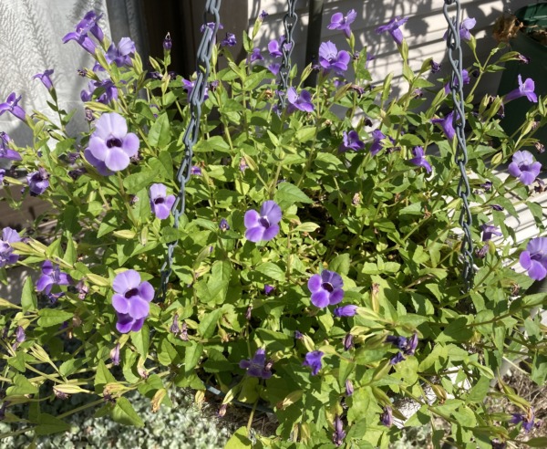 トレニア カタリーナブルーリバー埼玉県深谷市の観葉植物の生産販売│小林花卉