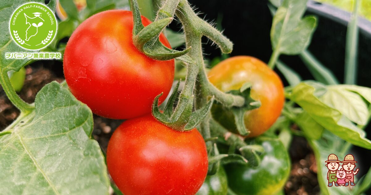 甘く育てるトマトの摘心テクニック