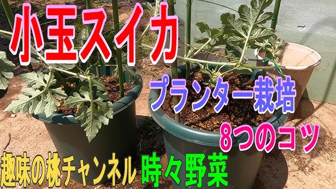 手間なくサッと作れる！冷凍うどんの簡単アレンジレシピ3選 - レタスクラブ