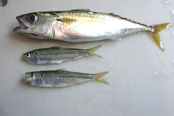 釣ったサバのアニサキス対策！安全に刺身で食べられるのか？Fam Fishing