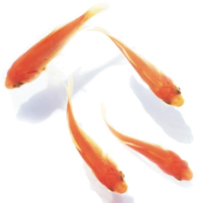 チャーム ペット国産金魚 琉金セット リュウキンセット更紗琉金＋琉金 各１匹: チャーム charm ヤフー店 - 通販 -Yahoo!ショッピング