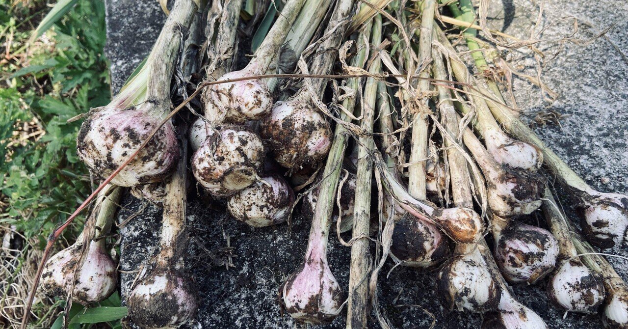 自然栽培 有機ニンニク 収穫後調整無し4㎏：青森県産のその他ニンニク食べチョク産地直送 産直 お取り寄せ通販 - 農家・漁師から旬の食材を直送