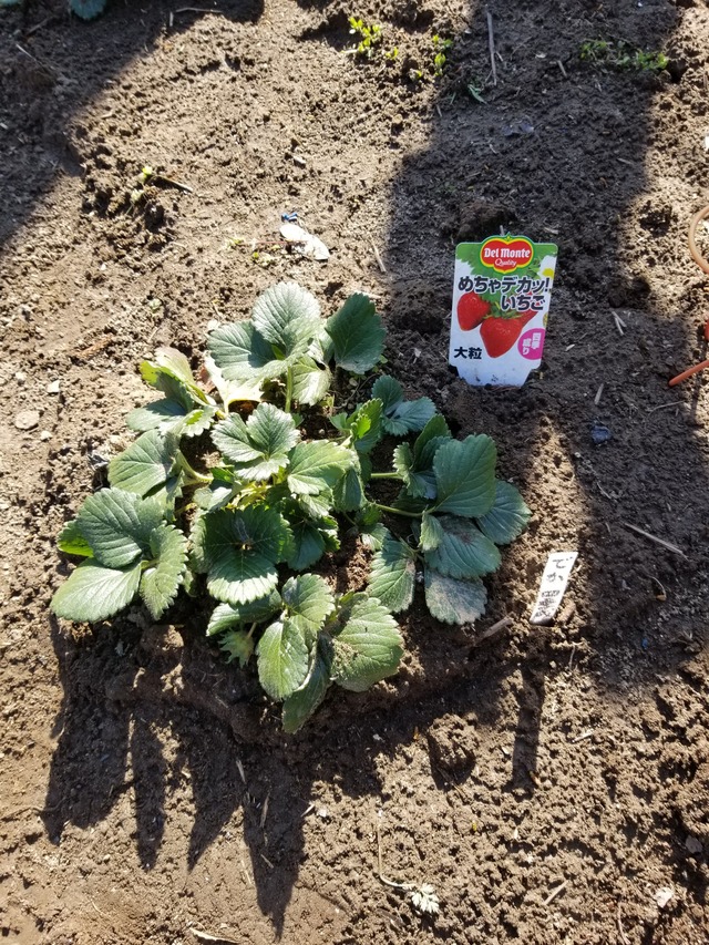 四季なりいちごの増やし方とは？ 中晩生玉葱 ホワイト６片 ジャンボニンニク : のじさんの徒然草