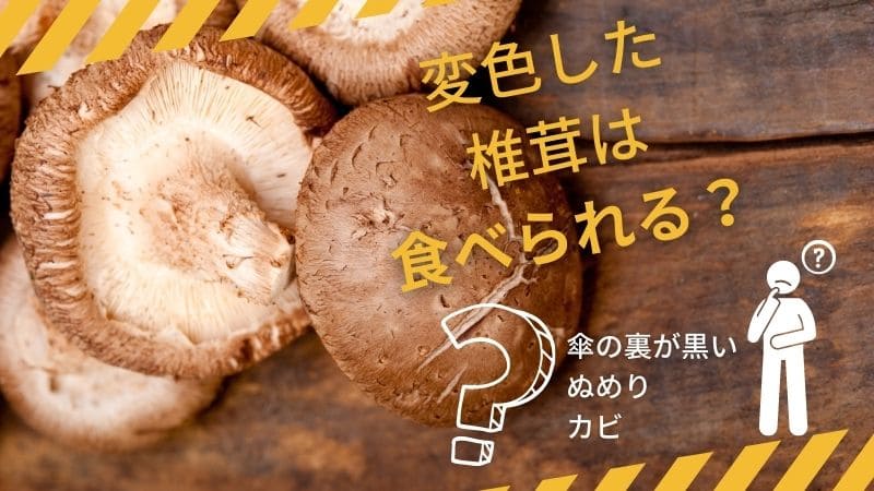 腐ったしいたけを見分けるポイントと、長持ちする保存の仕方ヨムーノ