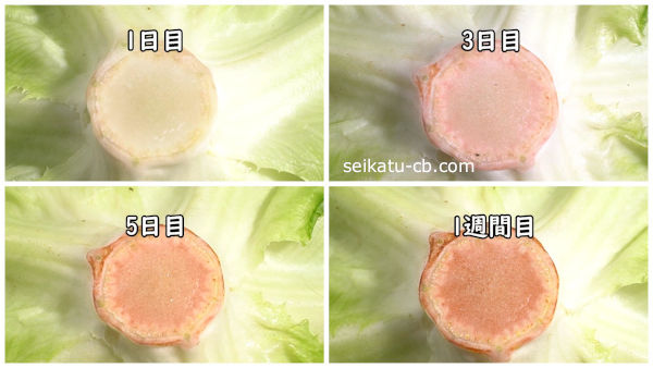 赤い帆レタスの種 – Pure Asia Seeds