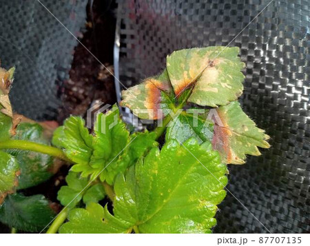 イチゴ_栽培管理ポイント_生理障害ナレッジベース株式会社PsEco ピーエスエコ