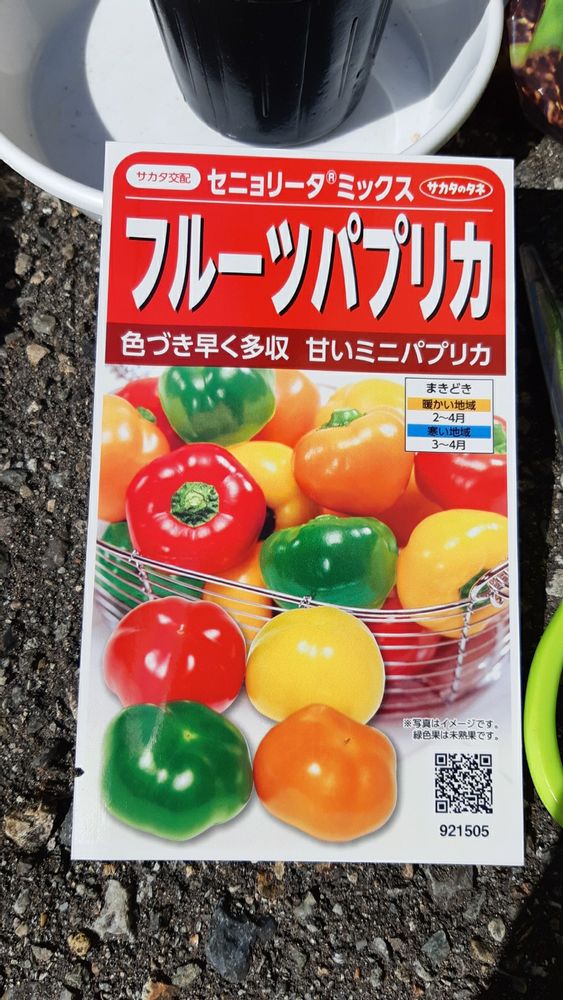 水耕栽培でパプリカを種から育てる方法 124日の栽培記録まりもの暮らし