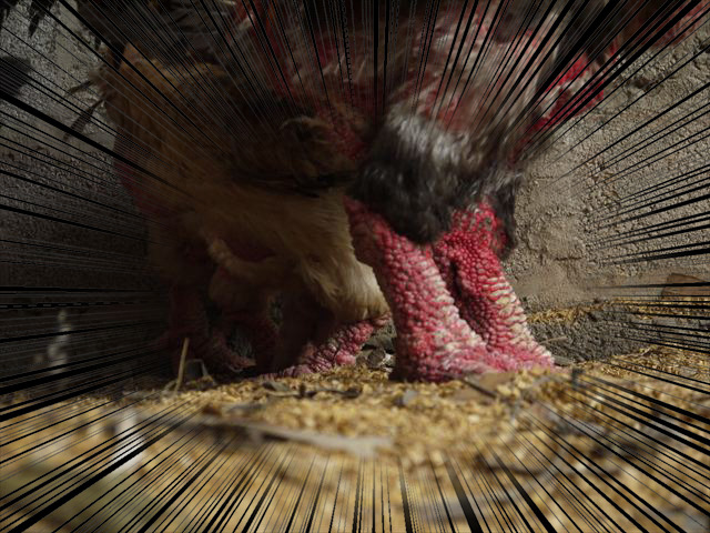 ⛅️⛅️皆さん、こんばんは！ 皆さんはドンタオ鶏「gà Đông Tảo 」を聞いたことがありますか？ 👑👑数年前ドン・タオ鶏 は昔に王様に対する献身され、珍しい鶏のように知られています。 🐔🐔ドンタオ鶏の特徴と起源はかどうか調べましょう。 他の名前がドンカオでこの鶏は