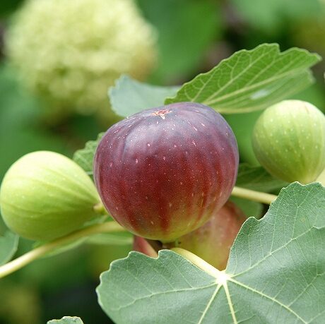 いちじくの収穫時期はいつ？品種ごとのタイミングと収穫量の目安を解説