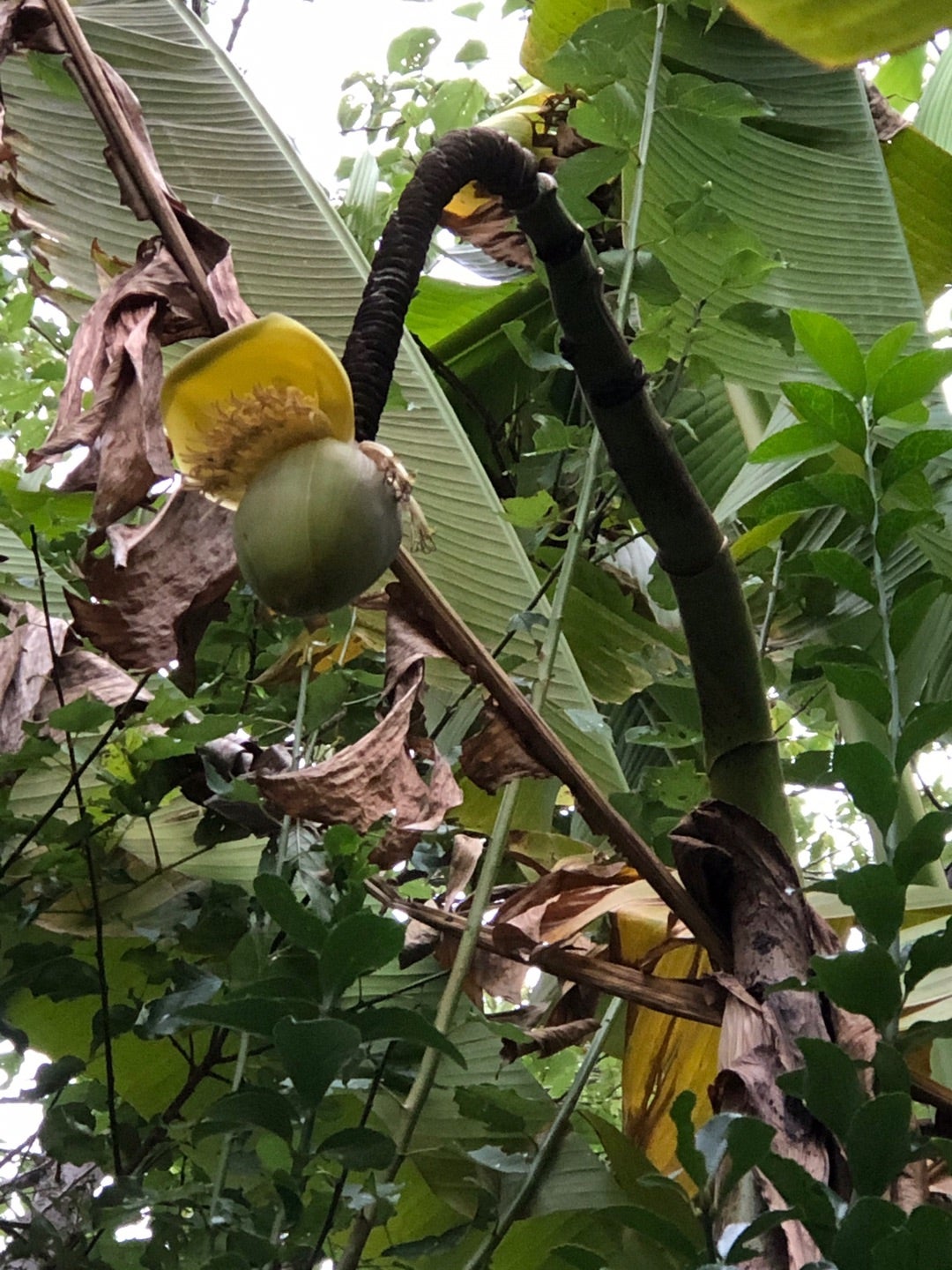 2226食目「そのまま食べてはいけないバナナが売られている」グリーンバナナを食べてみる - 適材適食 -てきざいてきしょく