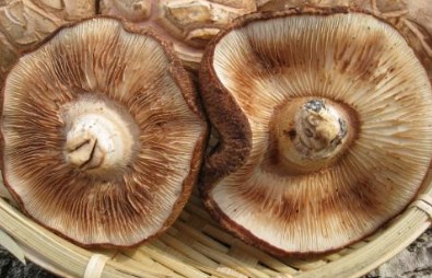 椎茸の裏が茶色になっても食べられる？腐った時のサインを解説