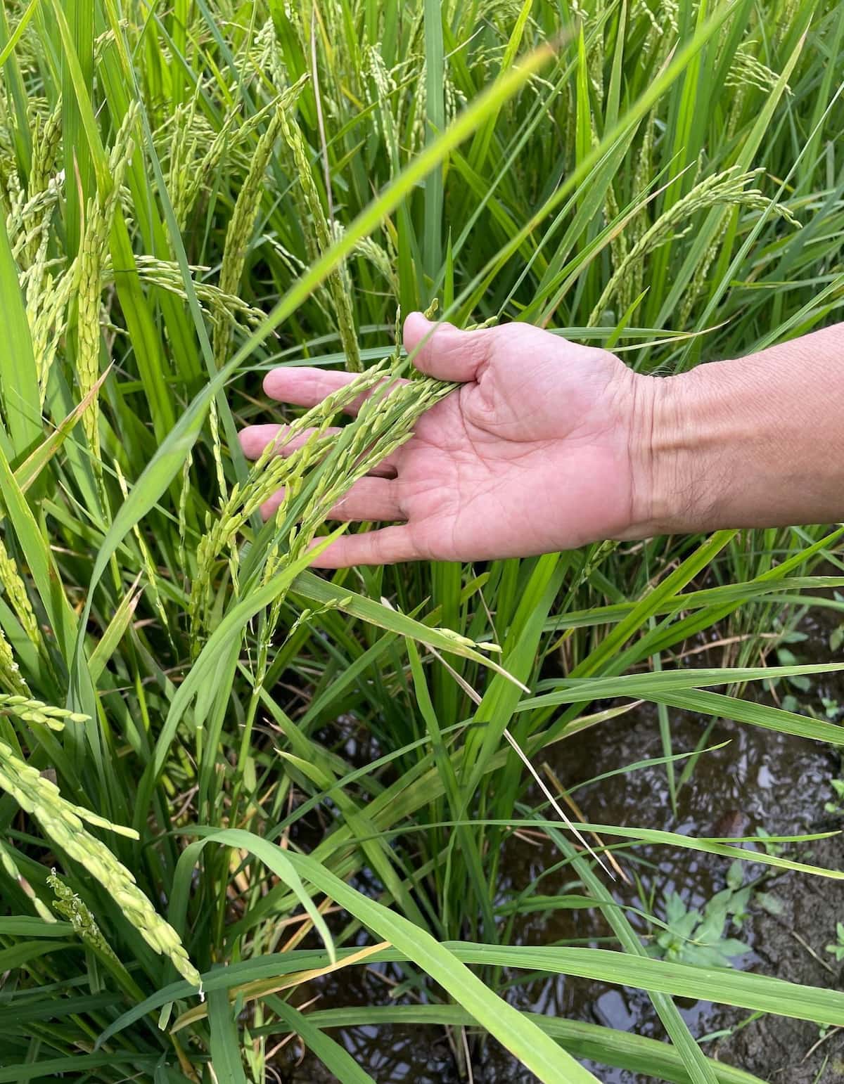 ２２５．ゴールデンカレーをパッケージ裏のレシピに忠実につくってみたらY.Tatsumi