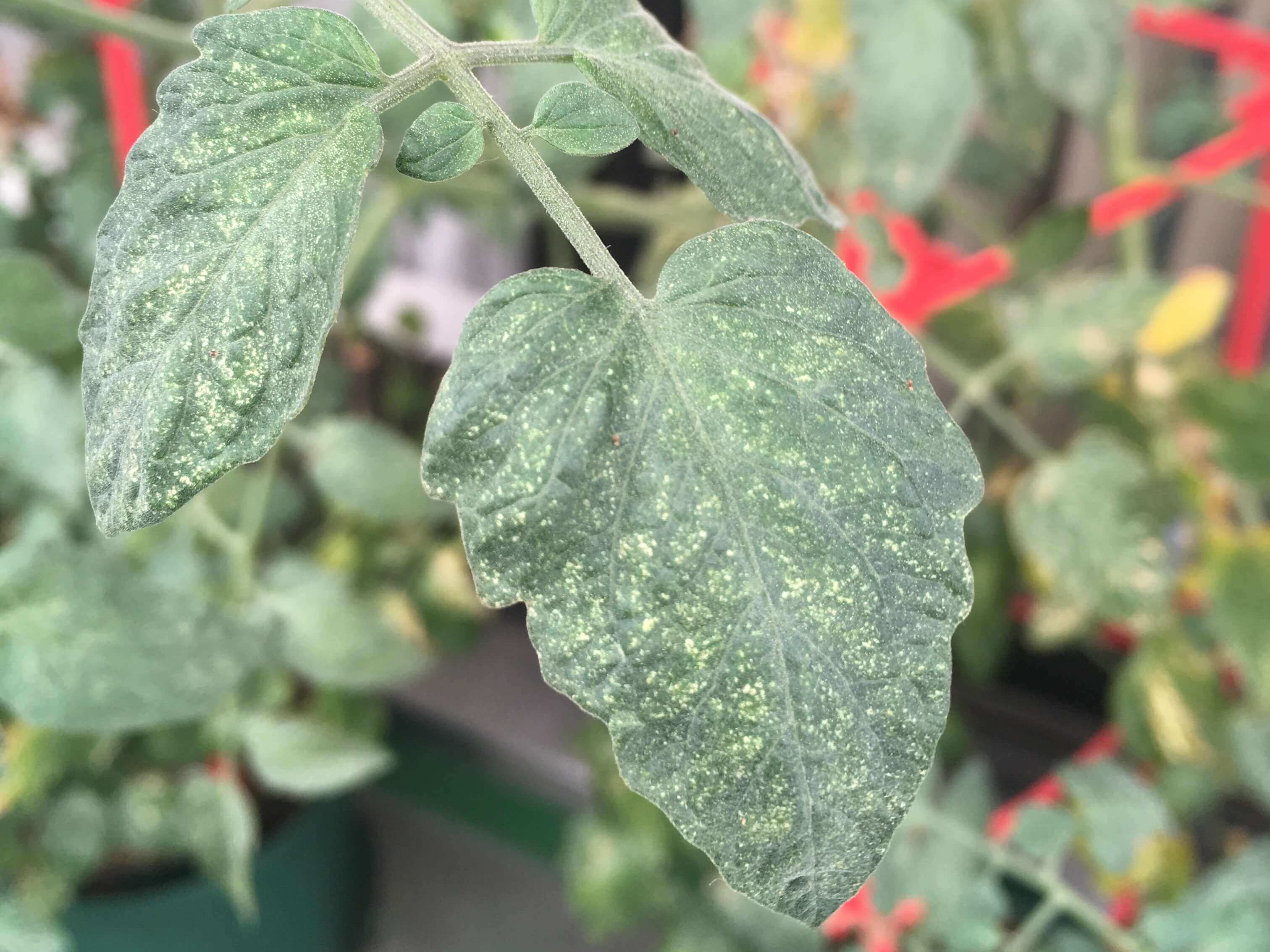 トマトの葉に出る半透明の斑点について。種から育てているトマ 園芸相談Q＆Aみんなの趣味の園芸