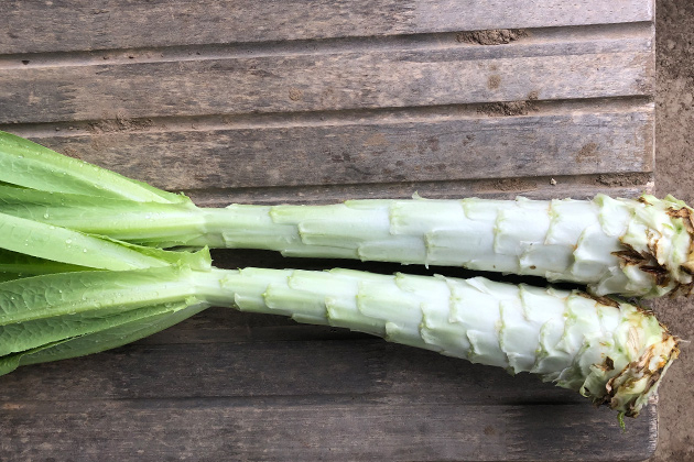 珍しい野菜食べたい」が転機 最年少の“野菜博士”誕生の秘話「今、注目は1粒1000円のライチ」CHANTO WEB