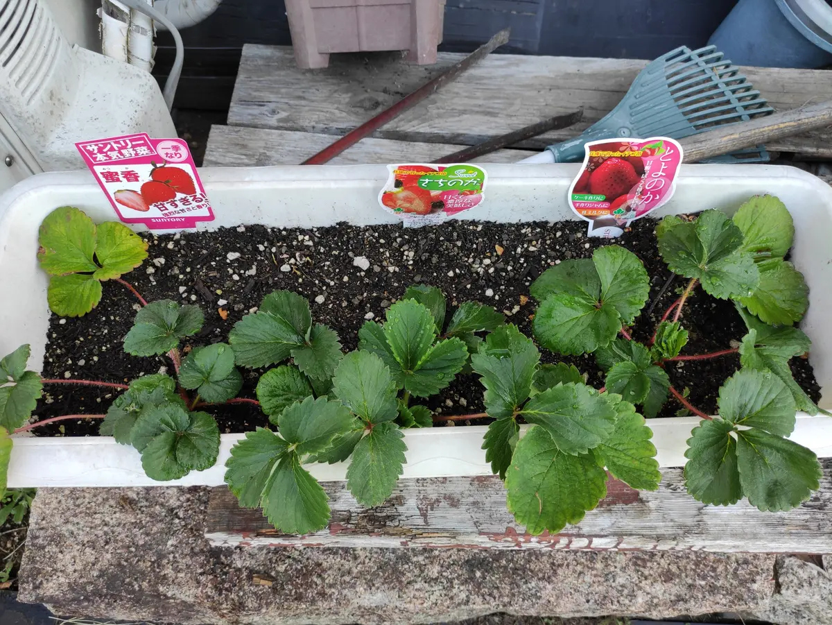 イチゴの育て方プランター栽培の苗の植え方や時期、冬越しなど解説🍀GreenSnap グリーンスナップ