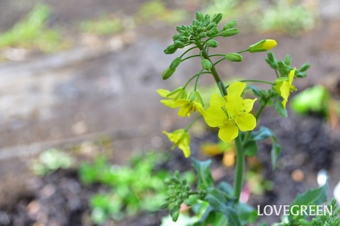 のらぼう菜の有機種子の販売グリーンマーケット