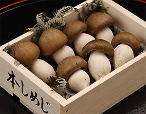 しめじ 本しめじ とぶなしめじの違いを簡単解説！比較してわかる選び方ガイド食ノート