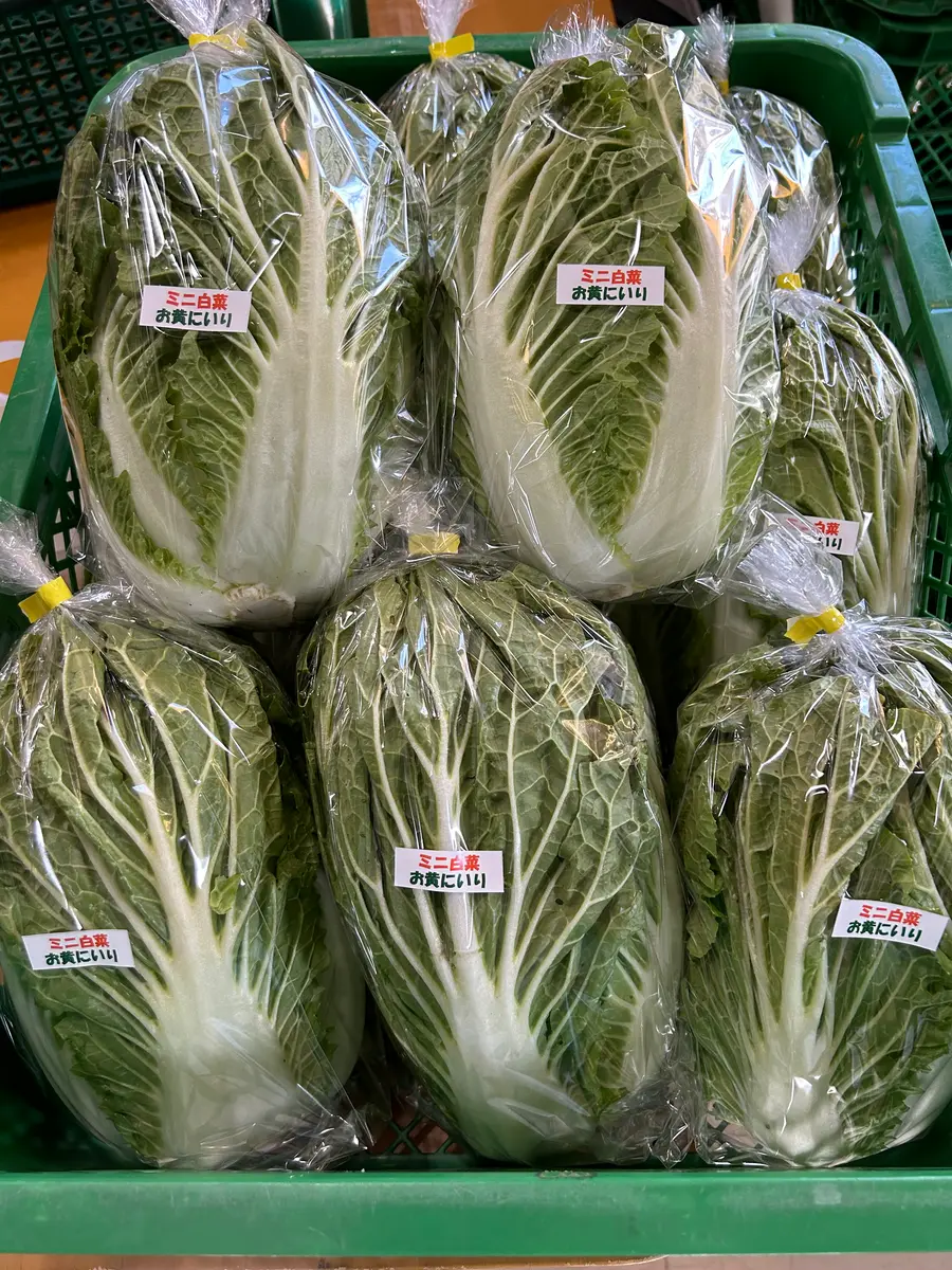 有機栽培ミニ白菜 シーズン外商品の販売・通販 - 有機野菜のぶどうの木