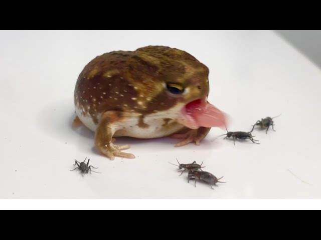 ショップゼミ わらびもち？動物飼育ブログ動物 専門学校 大阪ECO動物海洋専門学校-大阪エコ