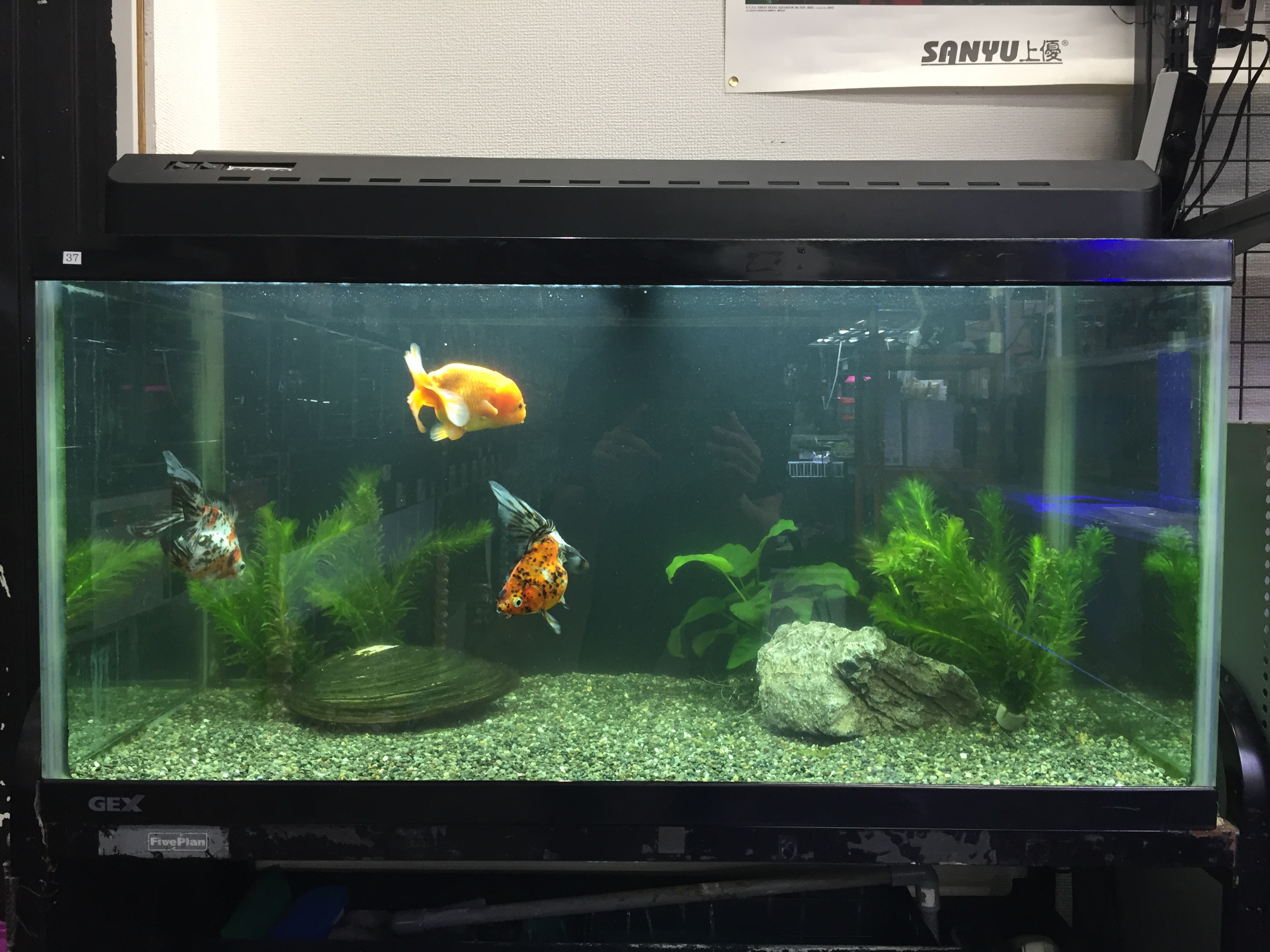 金魚 水槽 セット」の人気商品一覧安い商品を通販サイトから探す - 価格.com