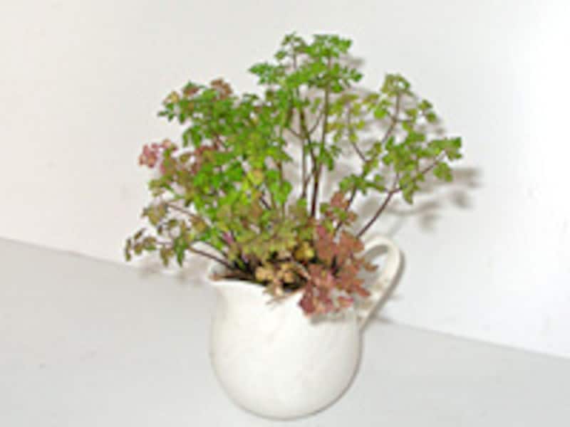 チャービル セルフィーユ とは？育て方や使い方を解説美食家のパセリおにわにわ