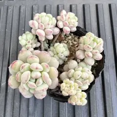 スプラウトの基礎知識！種類・栄養・食べ方についてYOKARE