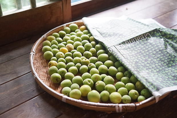朝採り配送 山形県産幻の谷沢梅 10キロ 追熟梅 梅干し